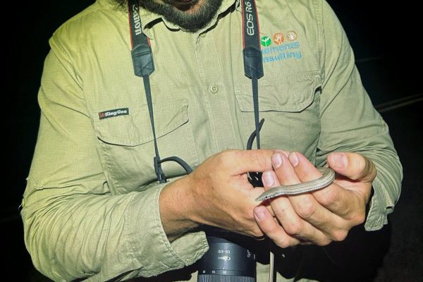 2025_Mark_LeglessLizard 2025_Mark_LeglessLizard